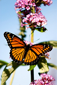 Monarch_Butterfly_000002is