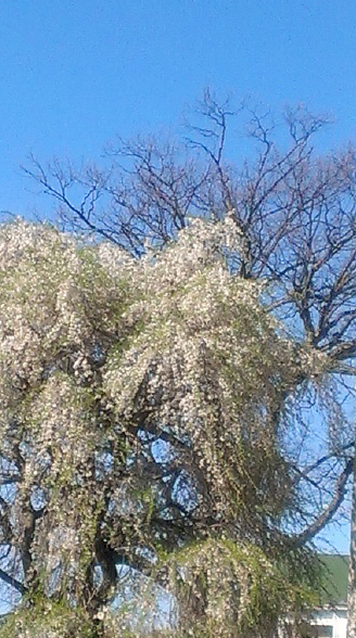 Pear Trees blooming in Stamford Ct photographed by Ellen Lewis on Lingerie Briefs