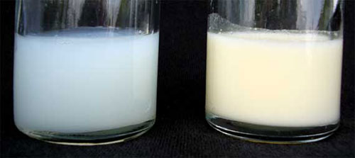 Breast Milk and Formula Milk on Lingerie Briefs