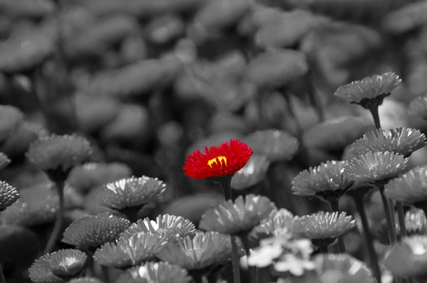 Red-Flower-600x398