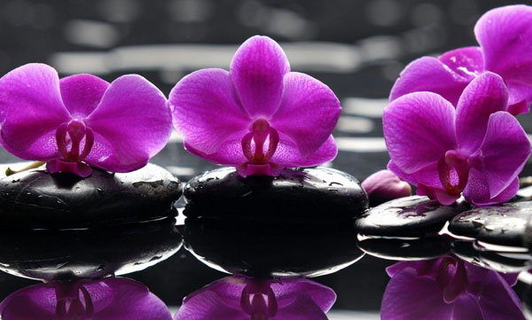 Purple-Orchids