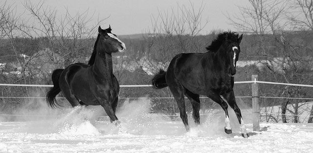 horses-in-winter