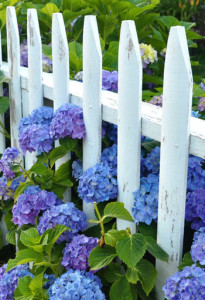 hydrangea-picket-fence