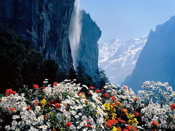 switzerland-mountain-flowers-iltwmt