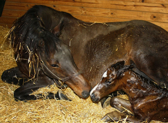 Kisses-meets-her-filly-10-min-old-E1