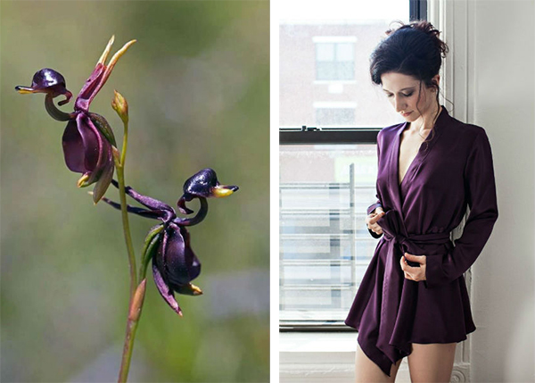 flying-duck-orchid-&-angela-friedman-2014