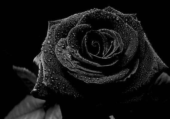 Black Rose on LIngerie Briefs