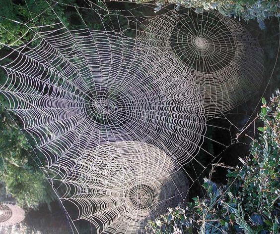 gossamer spider webs on Lingerie Briefs