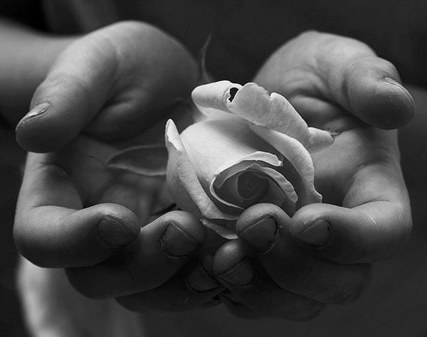 childs-hand-holding-white-rose-for-peace