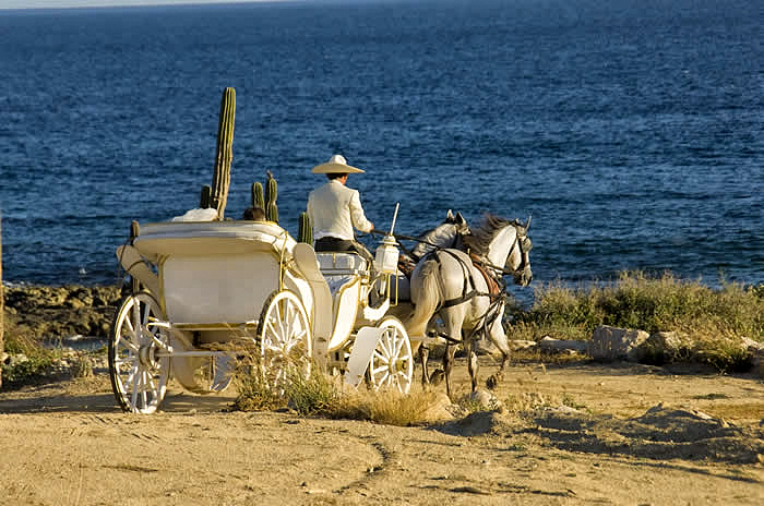 Cuadra San Francisco Wedding carriage rides on Lingerie Briefs