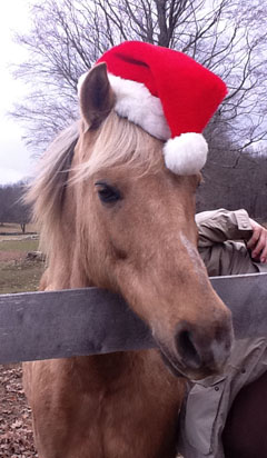 Trigger is getting into the holiday spirit!
