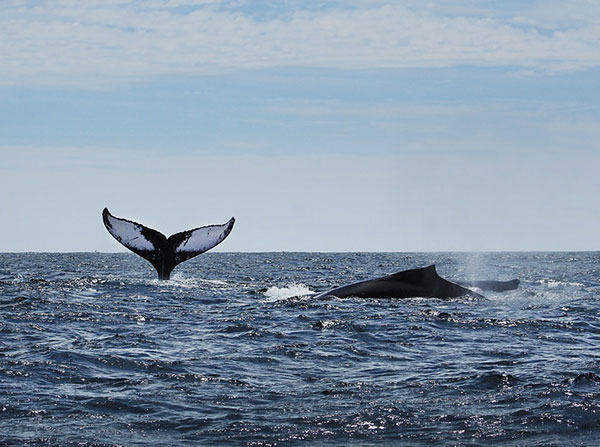 Humpback whale photographe by Nina Moysi for Lingerie Briefs