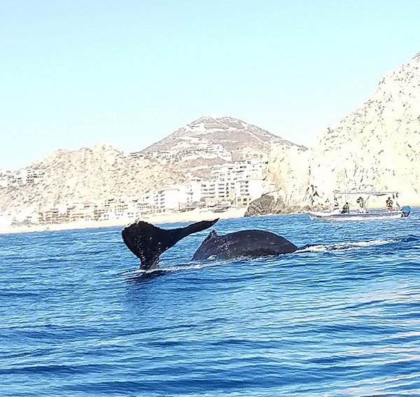 photo of whale watching by Ellen Lewis for Lingerie Briefs