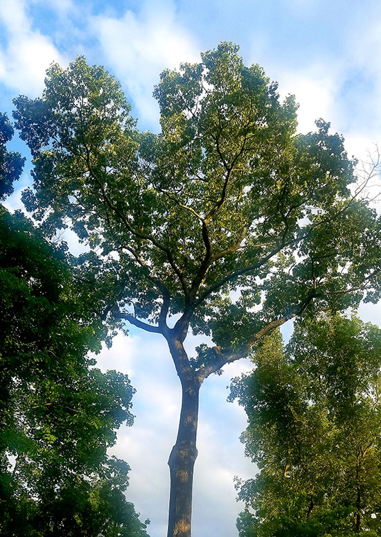 photo of green trees by Ellen Lewis for Lingerie Briefs