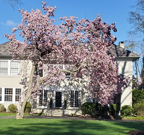 Magnolia blooming in Stamford, Ct as featured o Lingerie Briefs